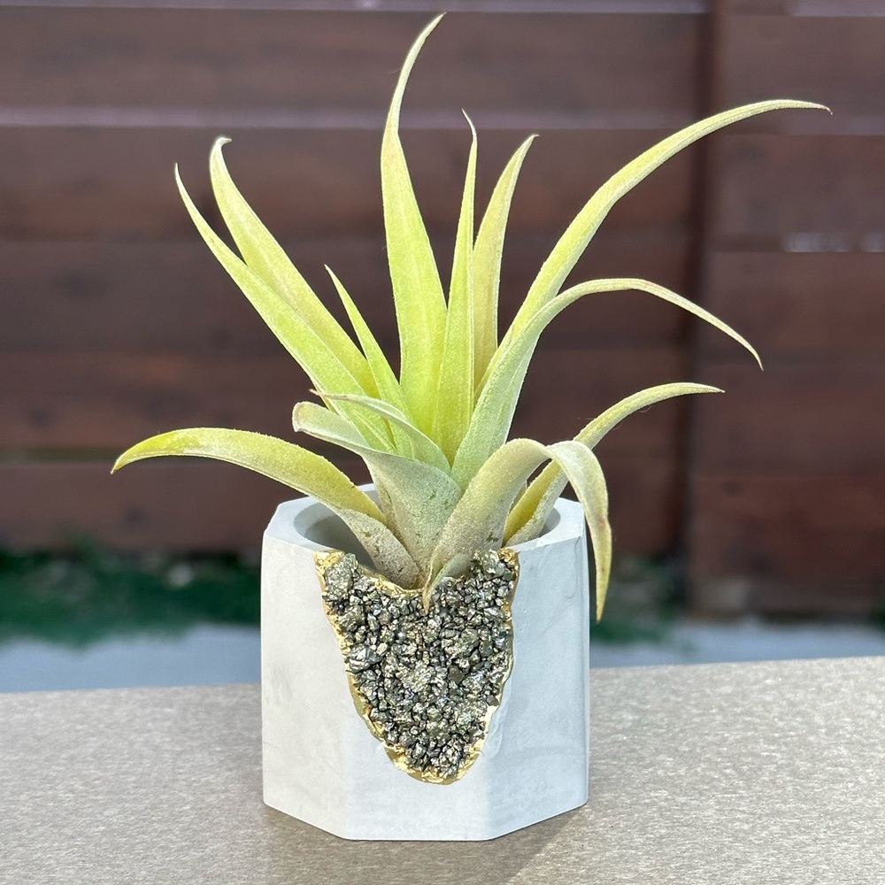 Pyrite Geode Planter, Air Plant Holder